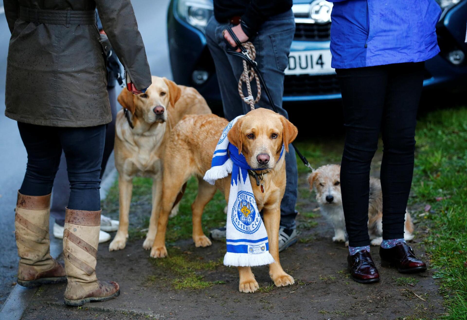 Britain Football Soccer - Leicester City fans with their dogs outside Jamie Vardy's home