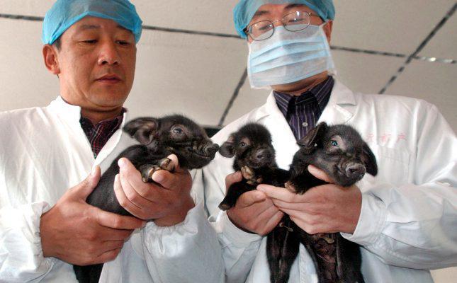 Chines researchers hold three cloned pigs born on October 12, 2006 in Harbin, northeastern China's Heilongjiang province, on October 15, 2006. The cloned pigs are the first success case of cloning pigs in China. Photographer: EyePress News. Credit Line: EyePress News/EyePress City, Province: Harbin, Heilongjiang. Country: China. Region: China. Source: EyePress. **** This photo was licensed for one time use only. PLEASE CLEAR THE COPYRIGHTS WITH THE OWNER BEFORE REPUBLISHING THIS IMAGE.****