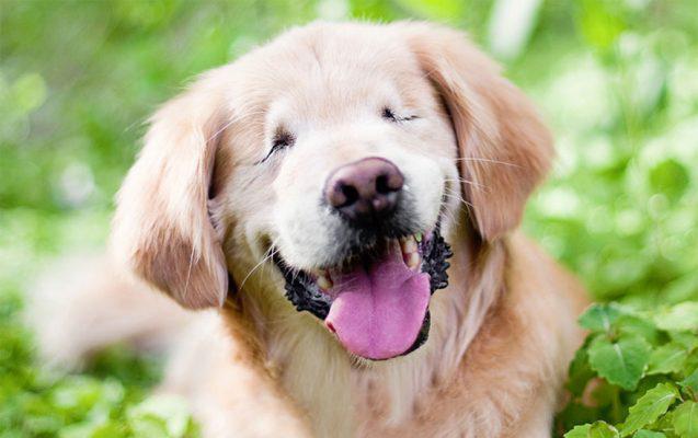 smiley-blind-therapy-dog-golden-retriever