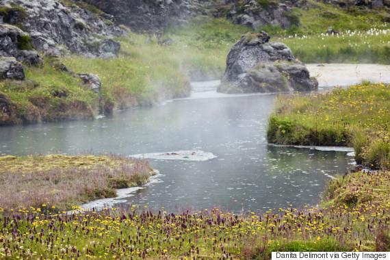 Flowers Growing Around Geothermal Hot Spring, Iceland