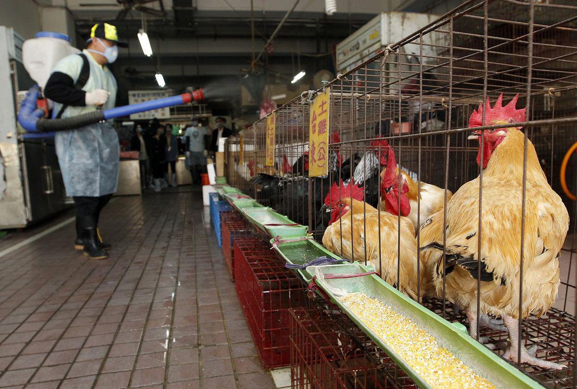 Ολλανδία Κίνα: Πρώτο κρούσμα της γρίπης των πτηνών σε άνθρωπο