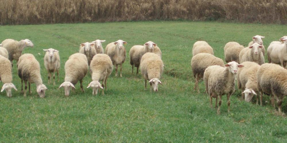 Ανείπωτη τραγωδία στη Λέσβο – Ένας νεκρός, 5 τραυματίες σε τροχαίο με πρόβατα!