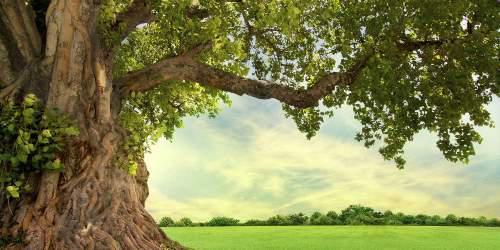 30 δέντρα στον πλανήτη μας έχουν ηλικία που ξεπερνά τα 2.000 χρόνια! - Πόσων ετών είναι το γηραιότερο