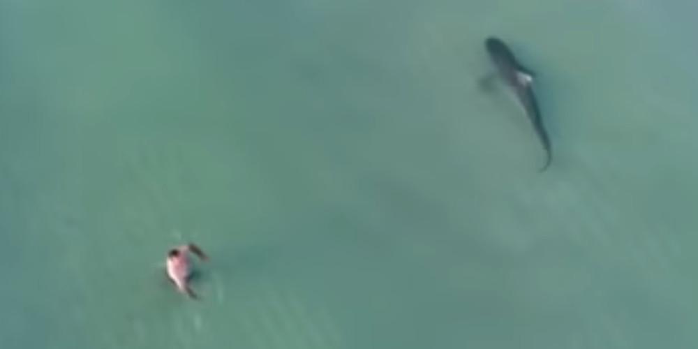 Βίντεο-σοκ: Καρχαρίας-τίγρης κολυμπά δίπλα σε λουόμενους στο Μαϊάμι
