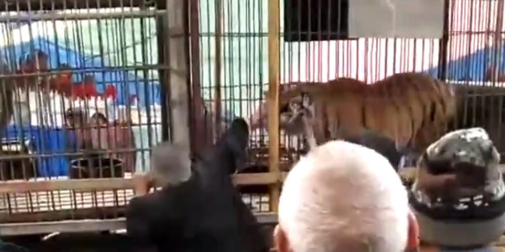 Βίντεο-σοκ: Τίγρης δαγκώνει ηλικιωμένο που την ταΐζει