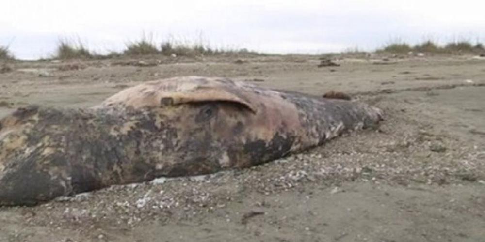 Σπάνιο είδος φάλαινας με όψη δελφινιού ξεβράστηκε στην Αλεξανδρούπολη [βίντεο]