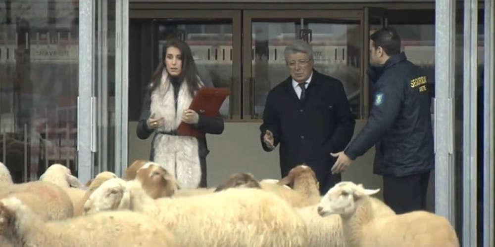 Απίθανη φάρσα με πρόβατα στον πρόεδρο της Ατλέτικο Μαδρίτης! [βίντεο]