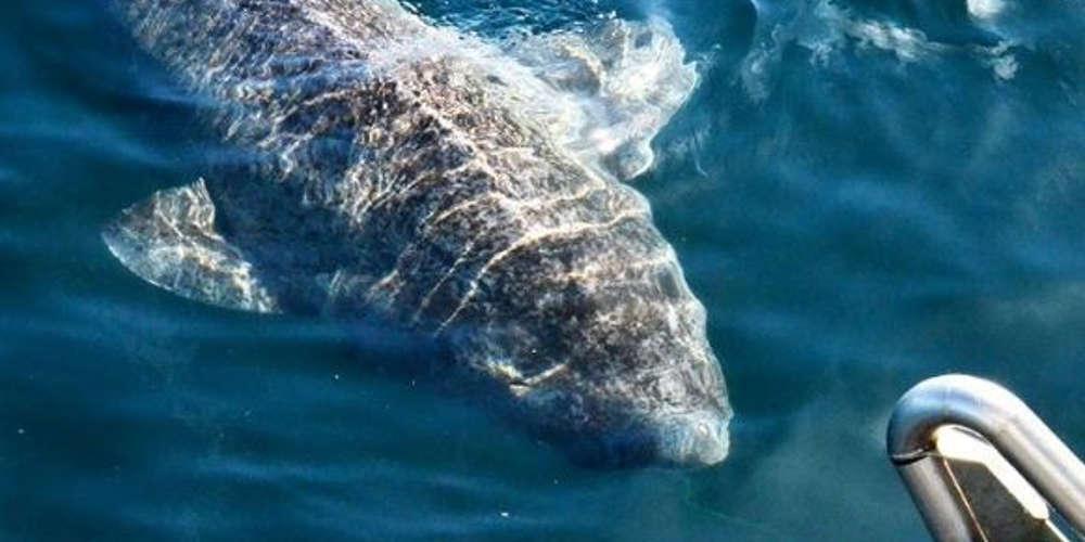 Ψάρεψαν το γηραιότερο πλάσμα της Γης - Εναν καρχαρία 512 ετών [βίντεο]