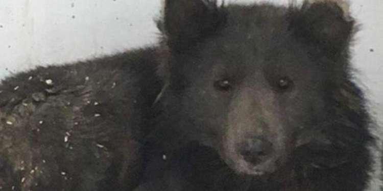 Μυστήριο με τον σκύλο με τη μουσούδα αρκούδας που βρέθηκε στη Ρωσία [εικόνες]