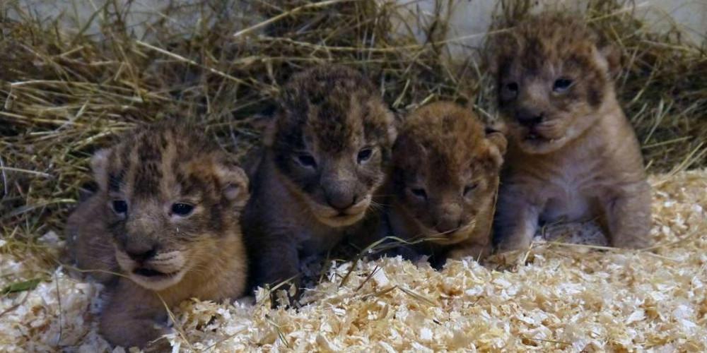 Έγκλημα σε ζωολογικό κήπο: Σκότωσαν 9 υγιέστατα λιονταράκια