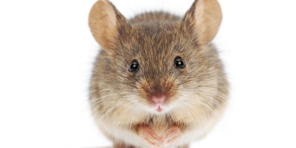 Και όμως: Ερευνητές έμαθαν σε ποντίκια να οδηγούν [βίντεο]