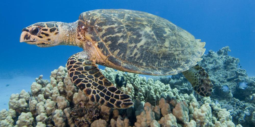 Απίστευτο: 300 σπάνιες θαλάσσιες χελώνες βρέθηκαν νεκρές στο Μεξικό