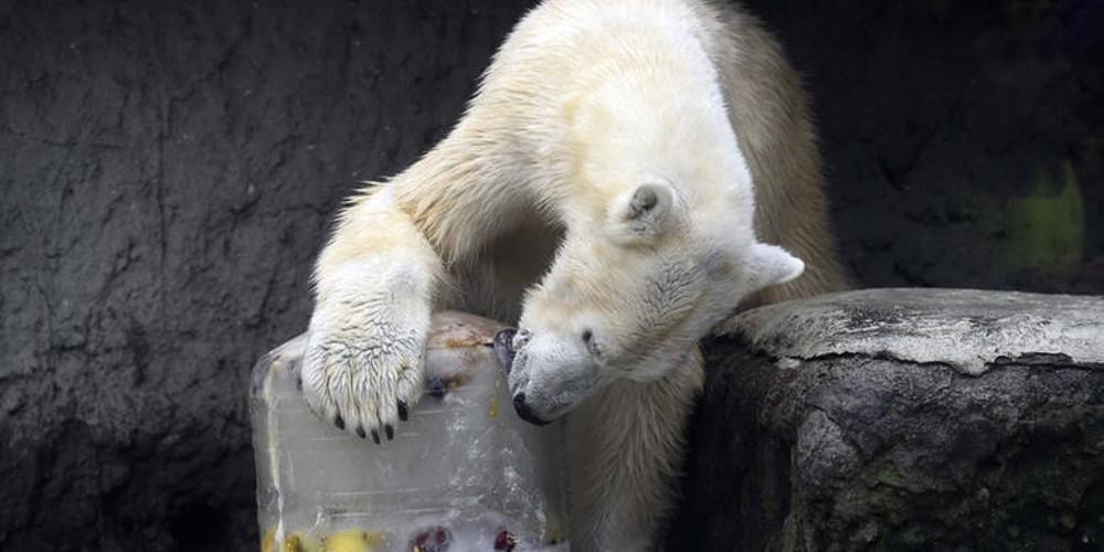 Πέθανε η Αμντέρμα, η γηραιότερη λευκή αρκούδα της Ρωσίας [βίντεο]