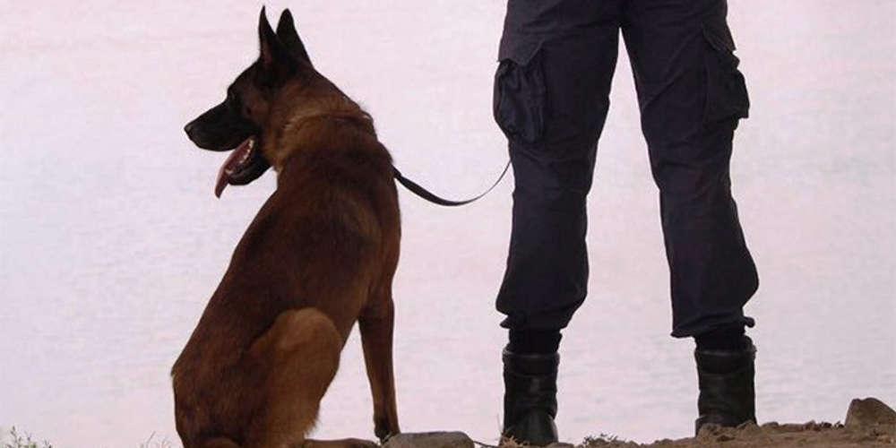 H Vamma έκανε πάλι το θαύμα της - Το νέο κύκλωμα ναρκωτικών που εξάρθρωσε ο αστυνομικός σκύλος