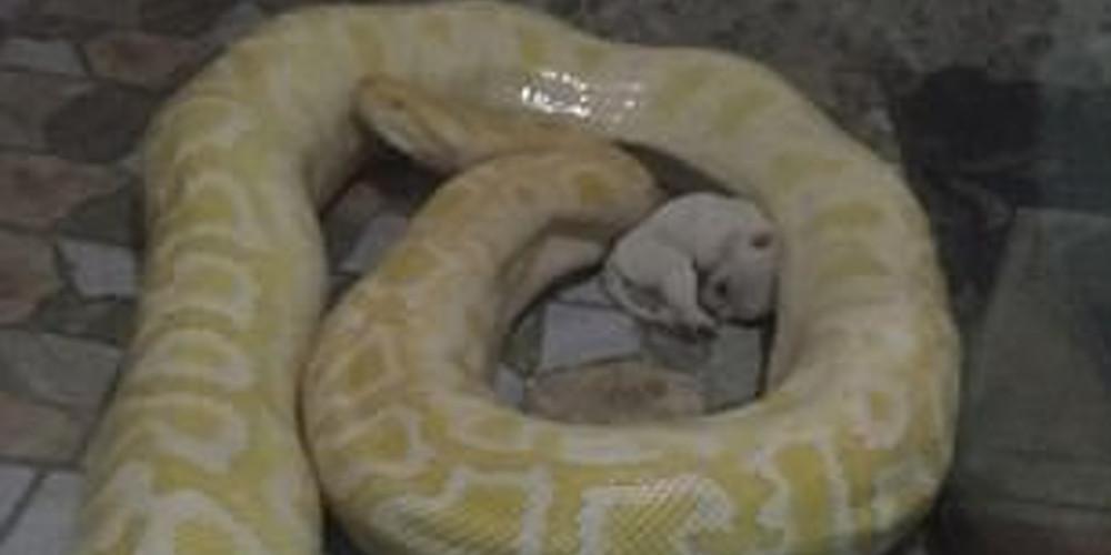 Ζωολογικός κήπος στην Κίνα ταΐζει κουτάβια σε πεινασμένα φίδια μπροστά σε επισκέπτες [βίντεο]