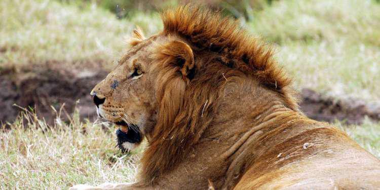 Κορωνοϊός - Ισπανία: Τέσσερα λιοντάρια σε ζωολογικό κήπο βρέθηκαν θετικά