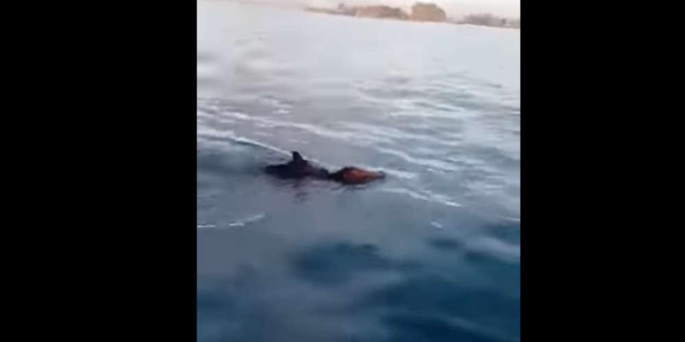 Απίστευτο: Στο Ιόνιο κολυμπούν… αγριογούρουνα! [βίντεο]