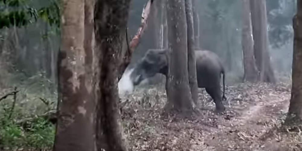 Απίστευτο βίντεο: Ελέφαντας εθεάθη να... καπνίζει και έγινε viral