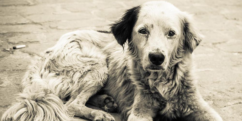 Φρίκη στη Στυλίδα: Δηλητηρίασαν τέσσερα σκυλιά – Είχαν αφρούς στο στόμα