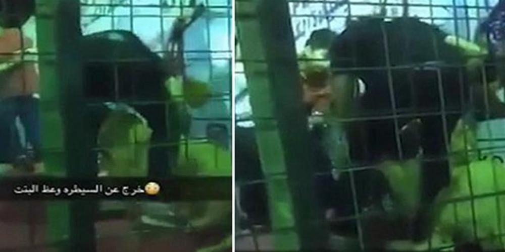 Σοκαριστικό βίντεο: Λιοντάρι επιτίθεται σε κοριτσάκι στην Σαουδική Αραβία