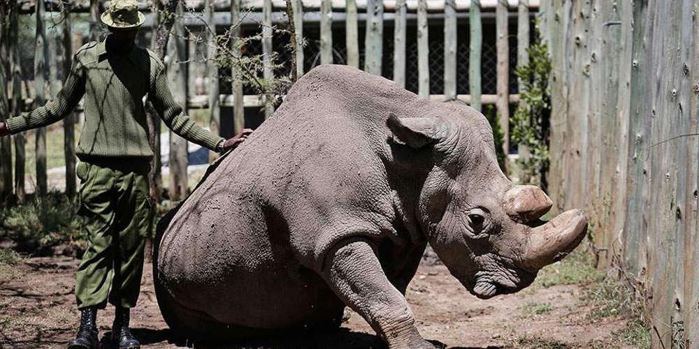 Πέθανε ο τελευταίος αρσενικός λευκός ρινόκερος του Βορρά