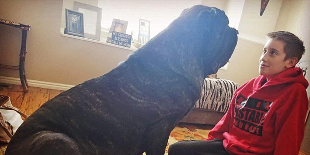 Ο μεγαλύτερος σκύλος του κόσμου είναι... κουτάβι, ζυγίζει 80 κιλά και έχει ύψος 1,80 [βίντεο]
