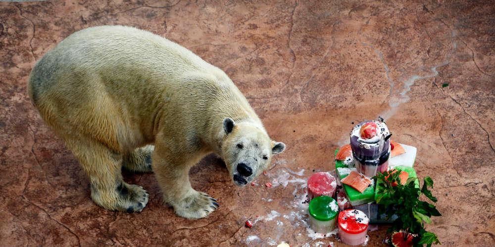 Πέθανε σε ηλικία 27 ετών η πρώτη πολική αρκούδα που γεννήθηκε σε τροπική χώρα