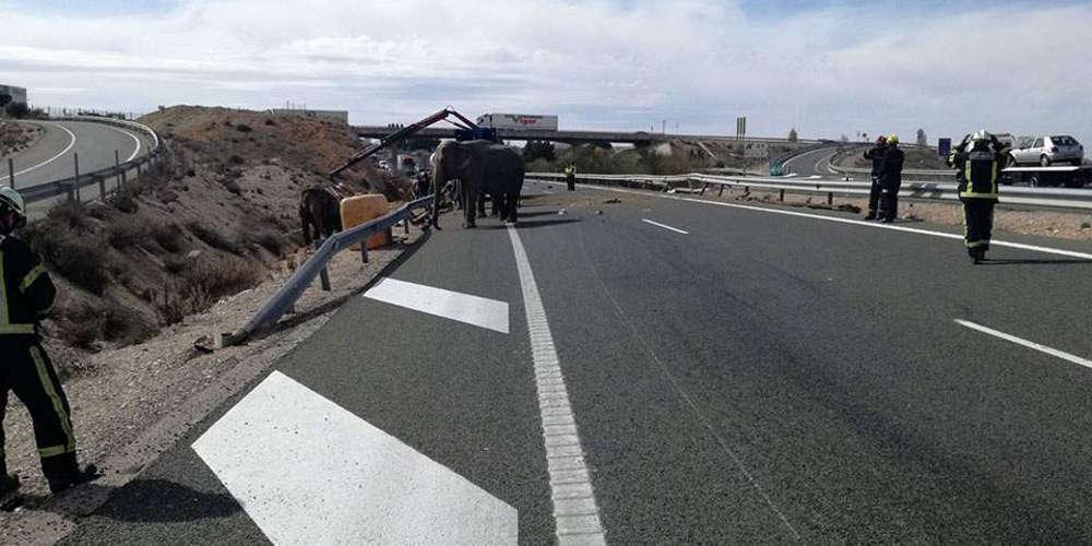 Απίστευτο: Ελέφαντες έκαναν βόλτα σε αυτοκινητόδρομο στην Ισπανία [βίντεο]