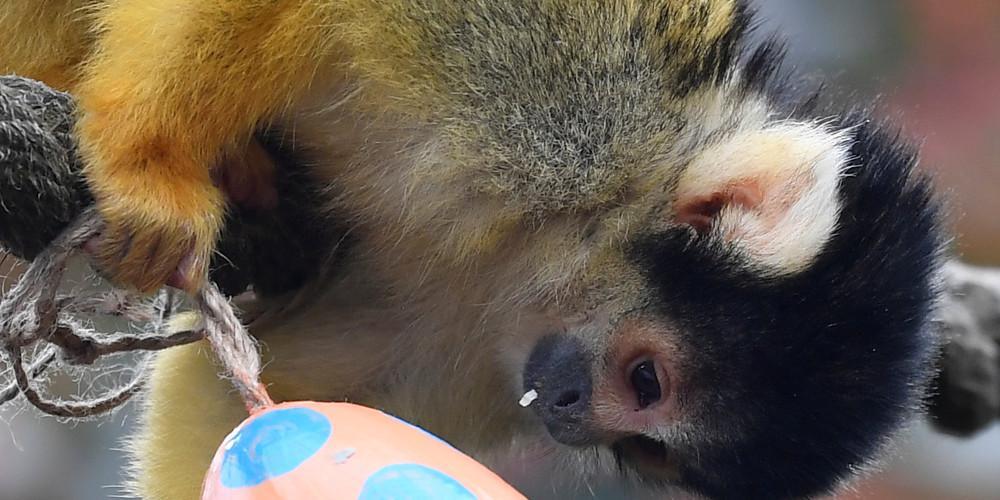 Πίθηκος άρπαξε βρέφος από το σπίτι του στην Ινδία και βρέθηκε νεκρό