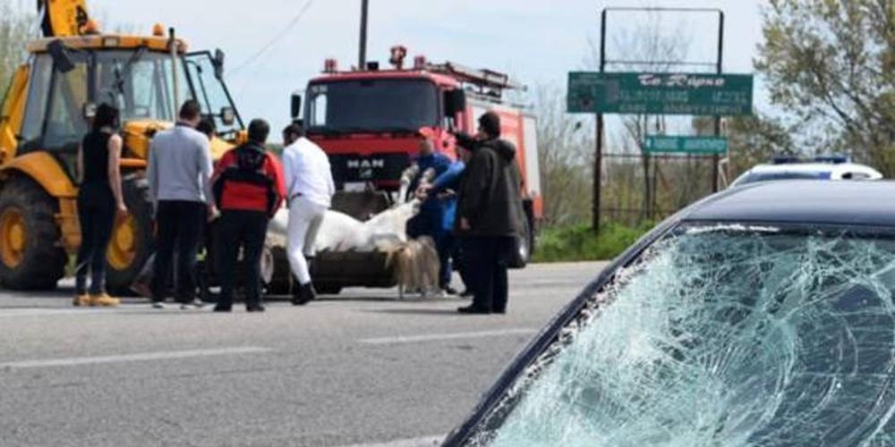 Σκοτώθηκε άλογο μετά από σύγκρουση με αυτοκίνητα στην εθνική Ξάνθης-Κομοτηνής [εικόνες & βίντεο]