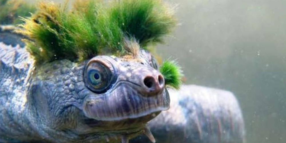 Η χελώνα-πανκιό που αναπνέει από τα γεννητικά της όργανα κινδυνεύει με εξαφάνιση [εικόνες]