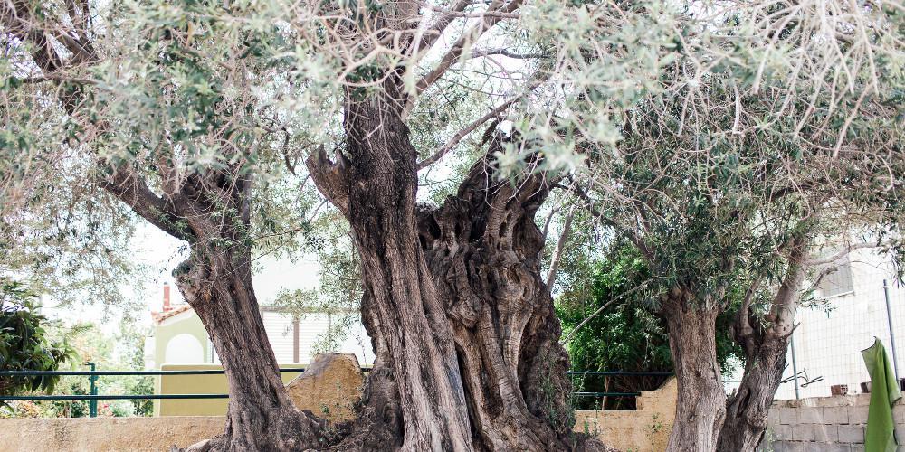 Νέα αυτοκτονία στην Κρήτη: Κρεμάστηκε σε ελιά στο αγρόκτημά του