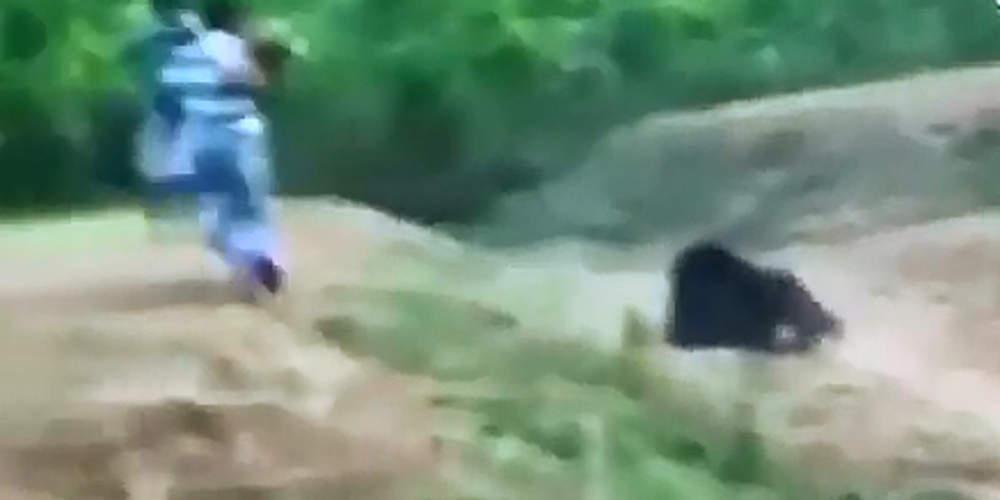 Βίντεο σοκ: Η στιγμή που αρκούδα σκοτώνει οδηγό που επιχείρησε να βγάλει selfie