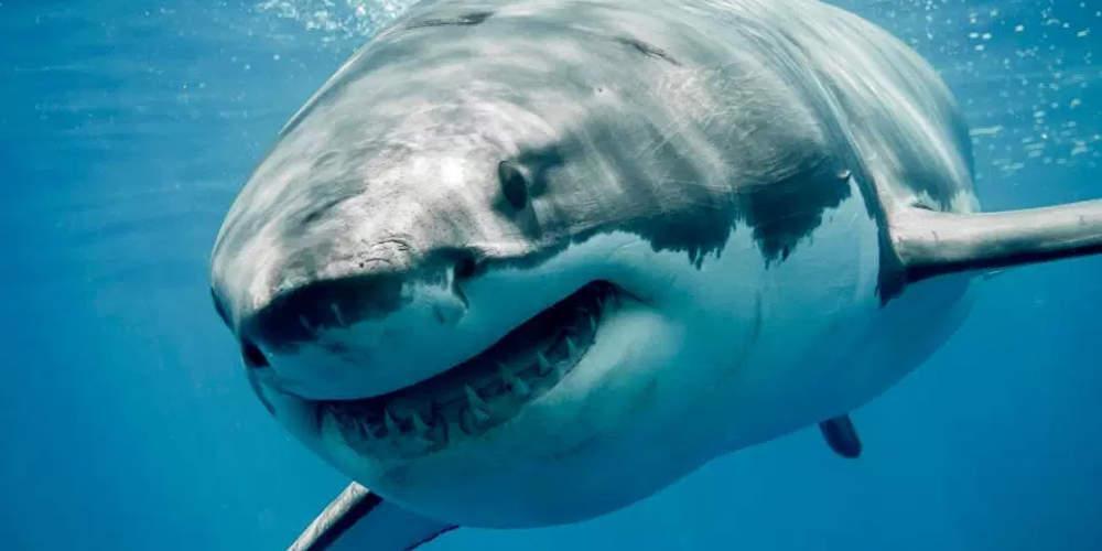 Καρέ καρέ η στιγμή που καρχαρίας κατασπαράζει νεαρό στην Ερυθρά θάλασσα – Σκληρές εικόνες από τη φονική επίθεση