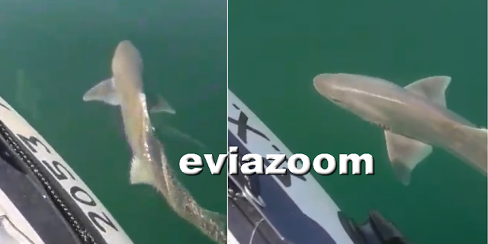 Πήγαν για βαρκάδα και συνάντησαν καρχαρία 1,5 μέτρου στην Χαλκίδα [βίντεο]