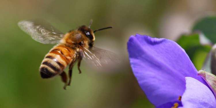 Σοκ: Γνωστός παρουσιαστής… πρήστηκε στο πρόσωπο από τσίμπημα μέλισσας