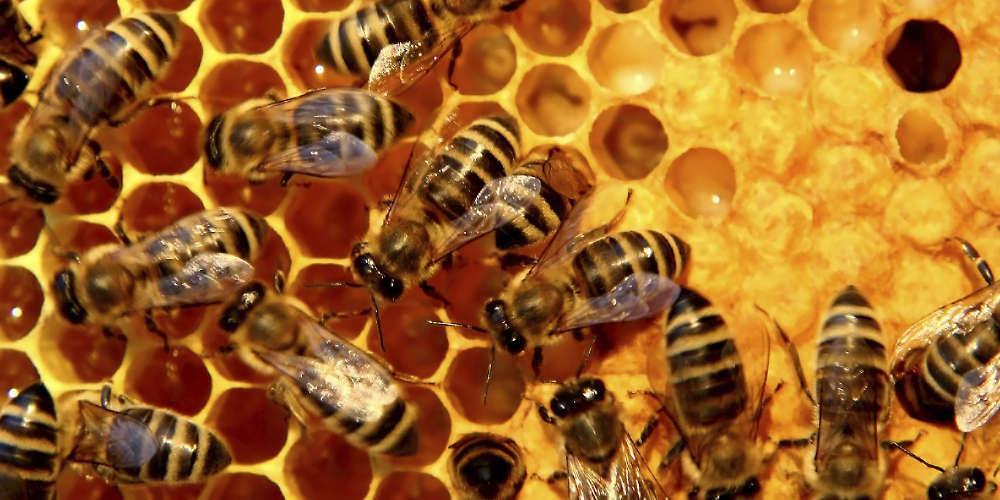 Die Zeit: Αν εξαφανιστεί η μέλισσα θα χαθεί και η ανθρωπότητα