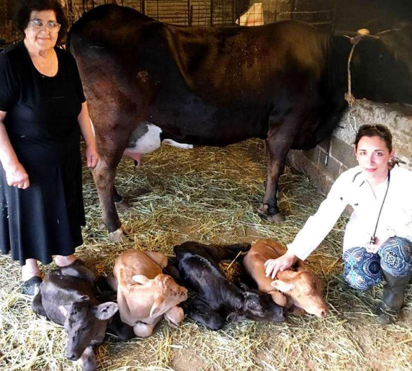 Αγελάδα γέννησε τετράδυμα στην Άνδρο