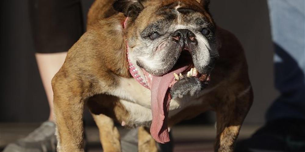 Πέθανε η Ζα-Ζα, το ασχημότερο σκυλί στον κόσμο