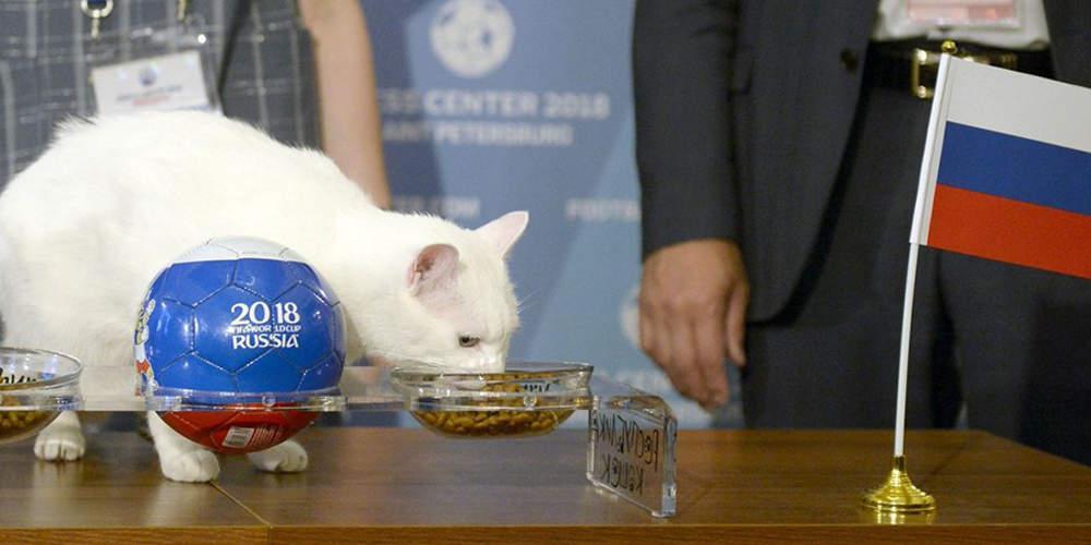 Μουντιάλ 2018: Ο γάτος-μέντιουμ προβλέπει τον νικητή της πρεμιέρας