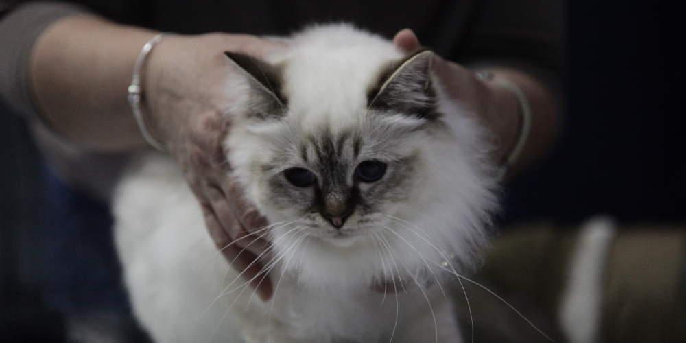 Mundial: Ο μάντης γάτος που θα κάνει τα προγνωστικά της διοργάνωσης