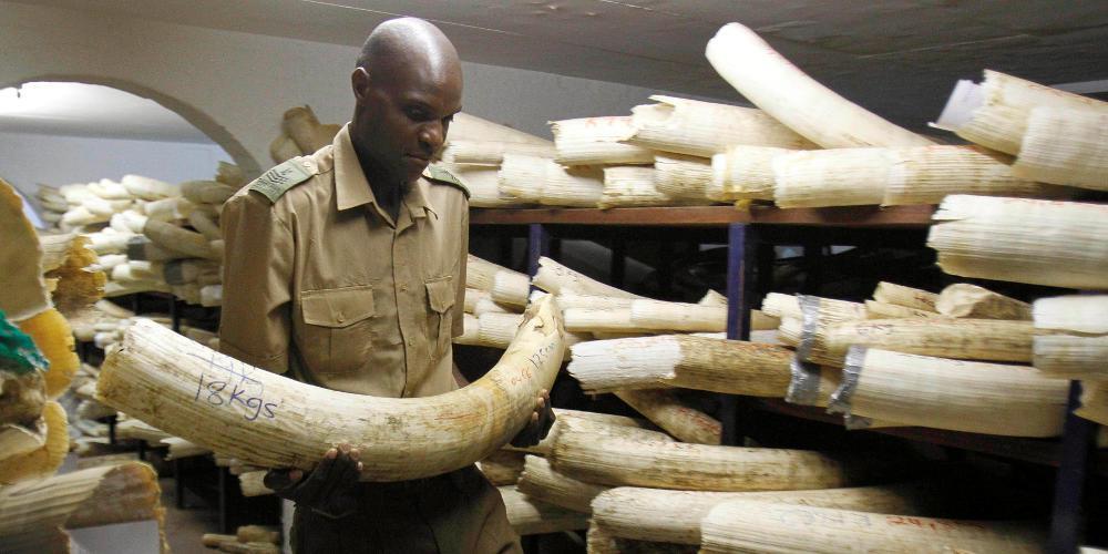 Φάκελος ελεφαντόδοντο: Πώς η ΕΕ έμμεσα βοηθά στην παράνομη εμπορία του