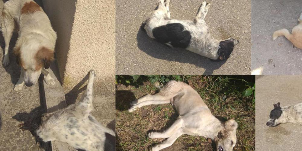 Φρίκη στην Ηλεία: Σκότωσαν με φόλες σκυλάκια και γατάκια στα Λεχαινά