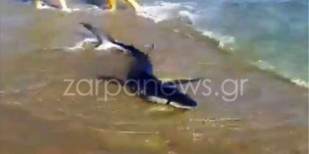 Βίντεο-ντοκουμέντο: Καρχαριάκι βγήκε σε παραλία των Χανίων