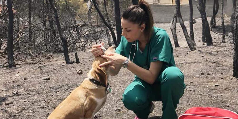 Η κτηνίατρος που σώζει σκύλους σε Μάτι και Κινέτα μετά τις πυρκαγιές
