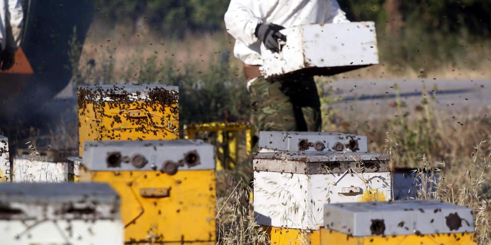 Πώς η κλιματική αλλαγή «χτύπησε» και τις μέλισσες