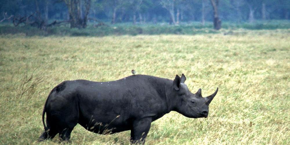 Πέθαναν οκτώ μαύροι ρινόκεροι κατά την μεταφορά τους σε καταφύγιο στην Κένυα