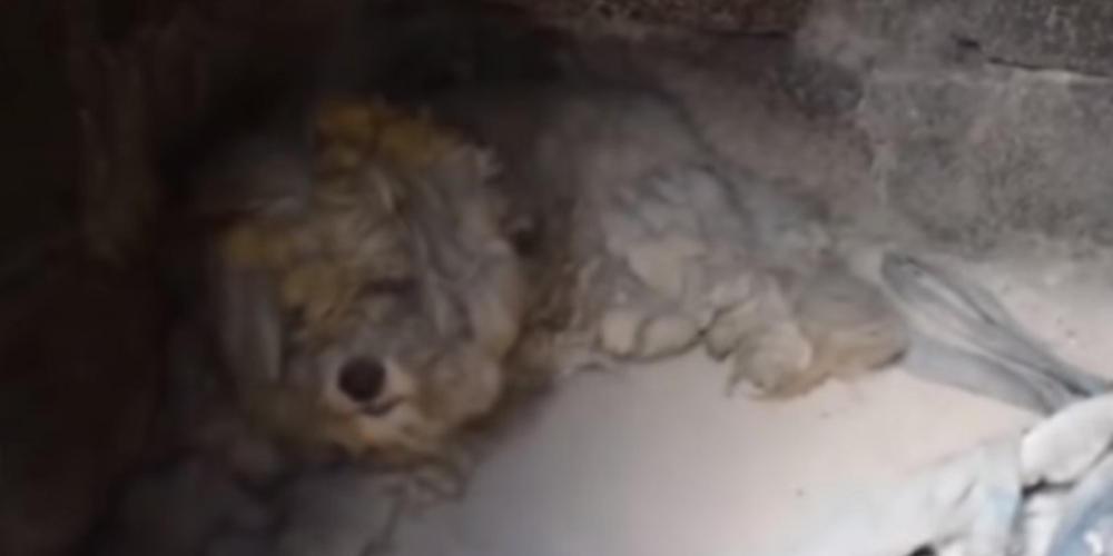 Σκυλάκι-ήρωας επέζησε από την πυρκαγιά στο Μάτι μέσα σε φούρνο! [βίντεο]