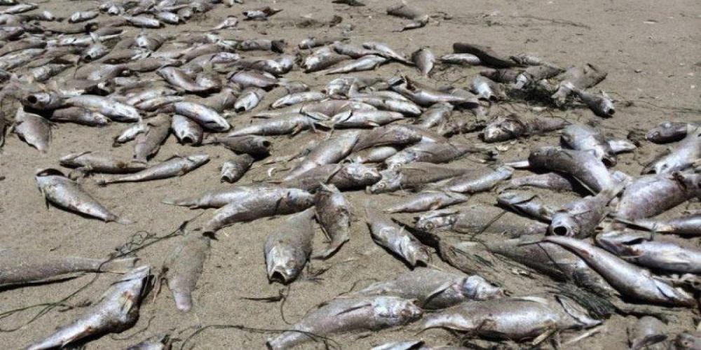 Ένας τόνος νεκρά ψάρια «ξεβράστηκε» στον Ρήνο λόγω του καύσωνα