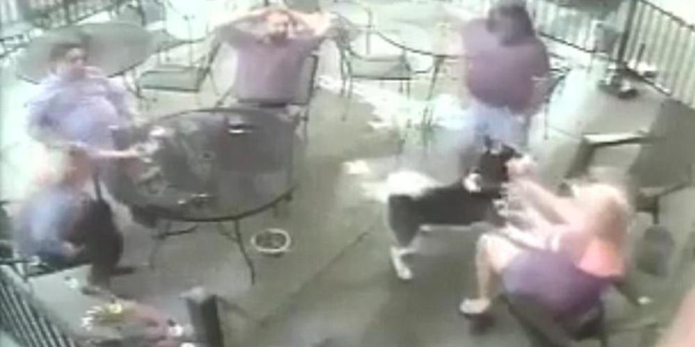 Βίντεο-σοκ: Σκύλος αρπάζει από το πρόσωπο γυναίκα μέσα σε εστιατόριο